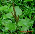 green amaranth